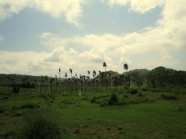 Best Time To Visit Sariska