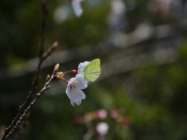 2. Butterfly Museum