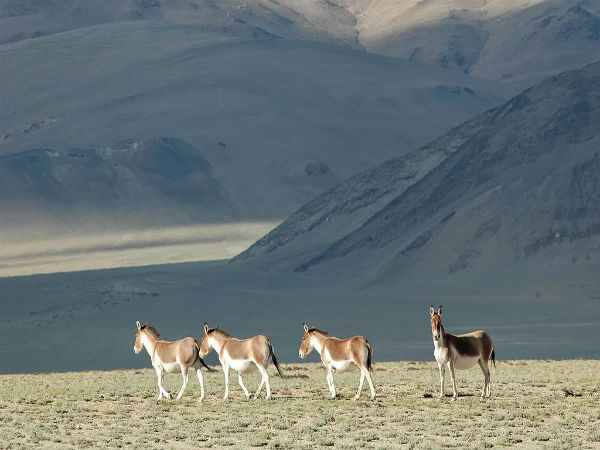 4. Tso Moriri Lake