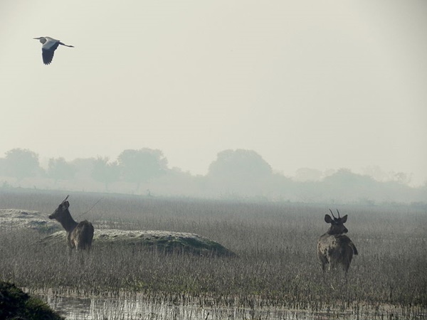 Keoladeo
