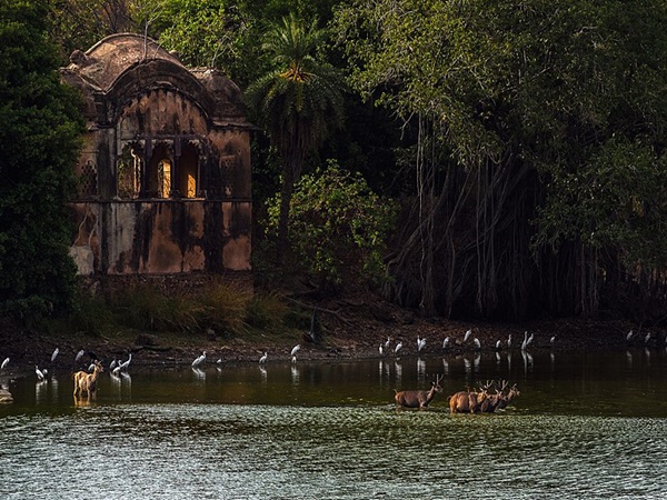 Ranthambore National Park