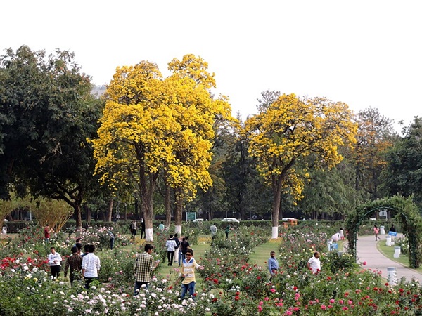 Rose Garden