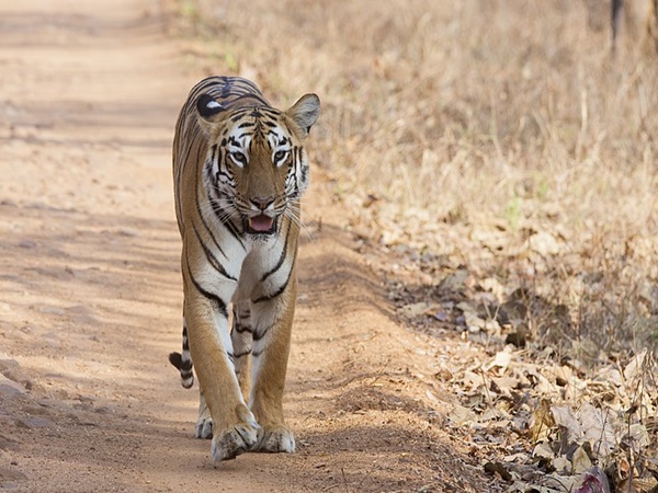 6. Tadoba National Park