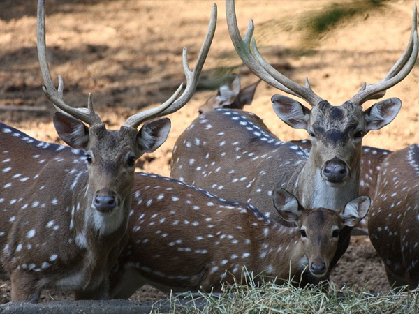 Bhadra Wildlife Sanctuary, Karnataka