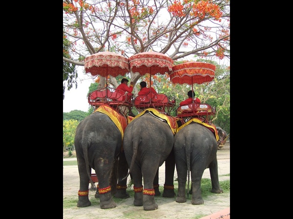 Jumbo Savari