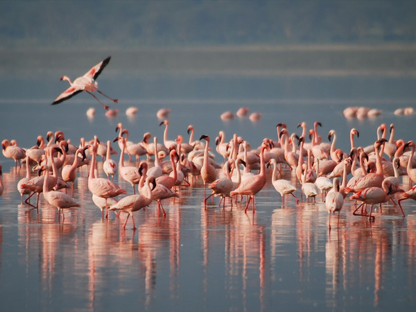 Kutch Desert Wildlife Sanctuary