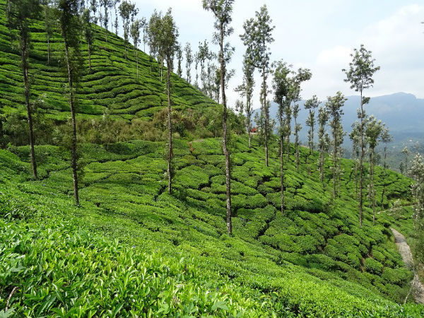 21. Chikmagalur