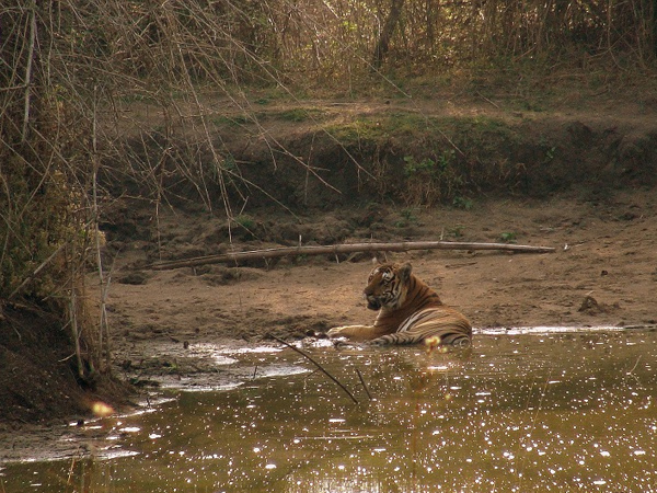 6. Nagarhole wildlife tour