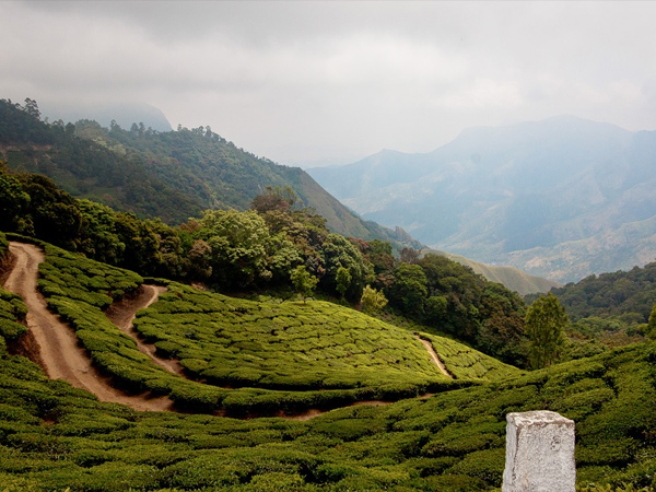 7. Munnar Road