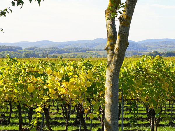 3. Grover Vineyard