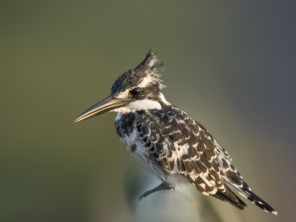 4. Bird watching