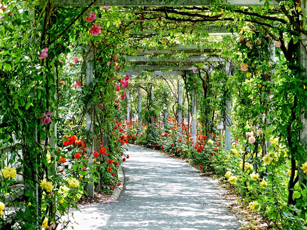 1. Cubbon Park