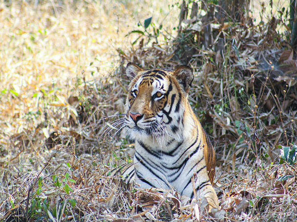 10. Tadoba