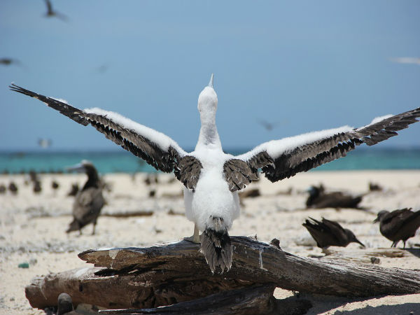 Porbandar Bird Sanctuary