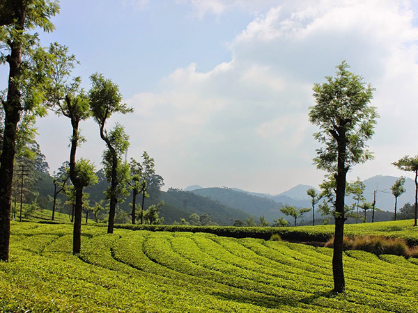 1. Munnar