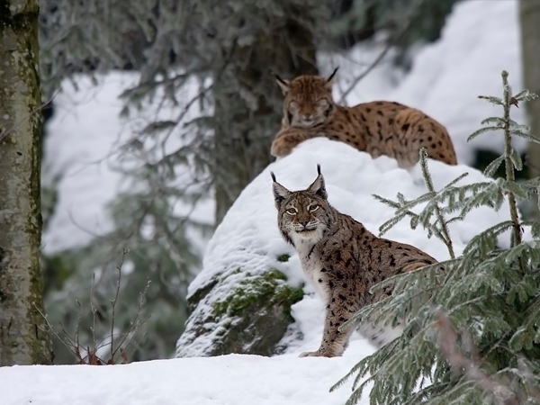 7. You can spot wildlife better