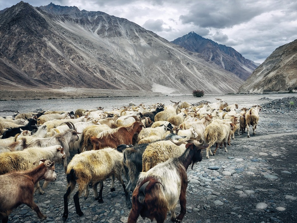 6. Ladakh is less crowded during winter