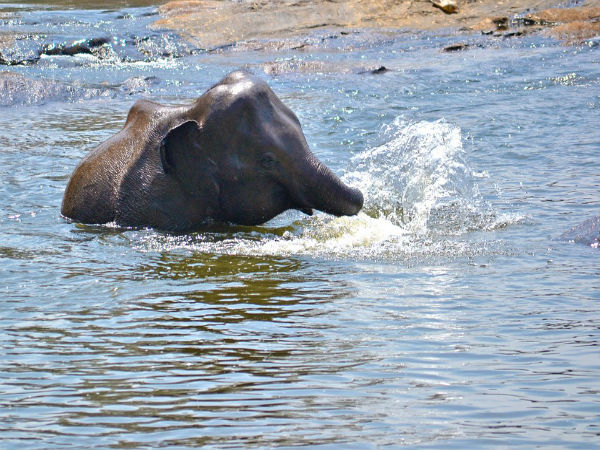 2. Elephant Training Centre
