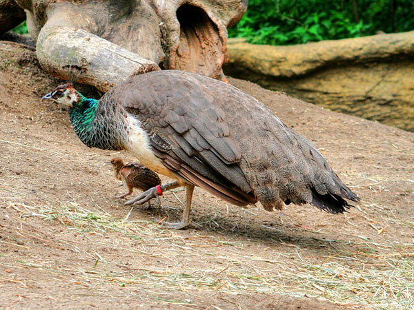 3. Bird watching