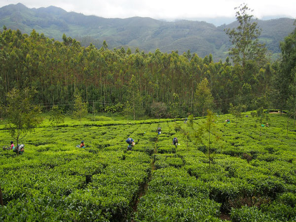 4. Munnar Tea Plantations, Kerala