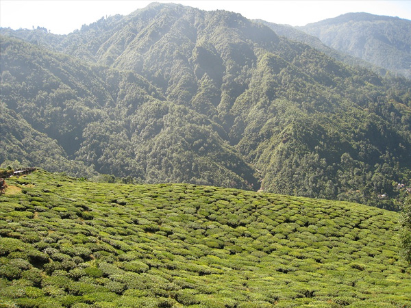 7. Darjeeling