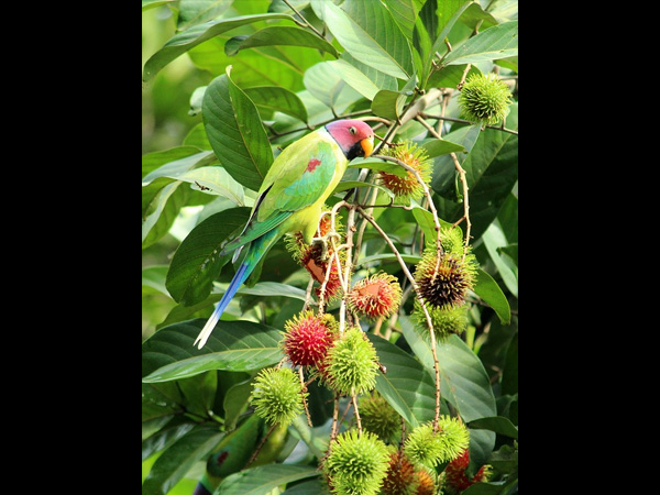 5. Home To Diverse Flora and Fauna