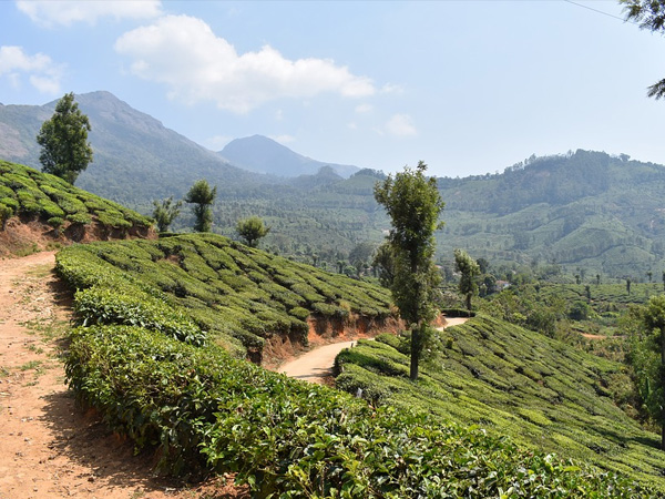 4. Hosts Umpteen Number Of Spice, Tea And Coffee Plantations