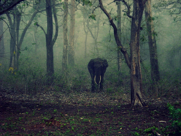 7. Jim Corbett National Park