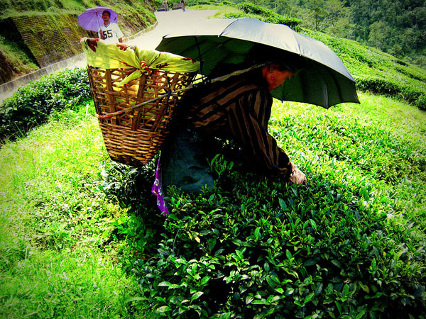 3. Tea factory visit