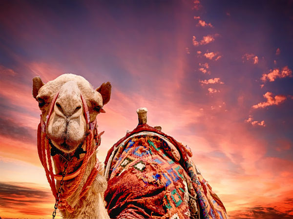 4. Bikaner Camel Festival