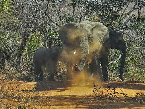 2. Getaways for wildlife enthusiasts!