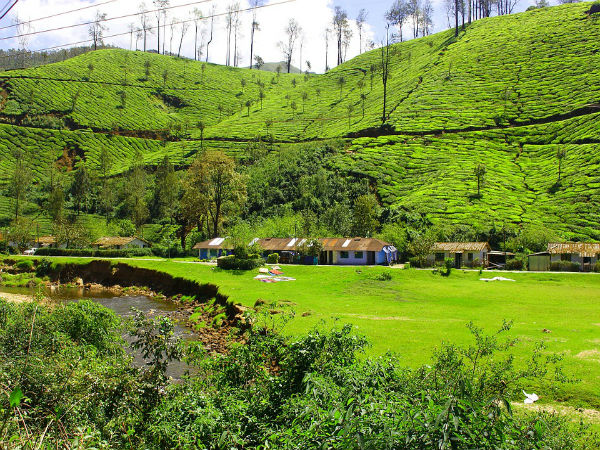 5. Ziro