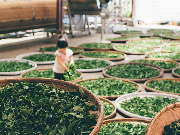 4. Shopping for tea