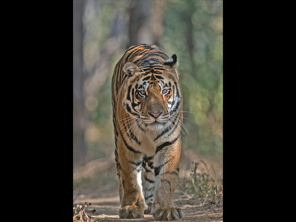 10. Satkosia Reserve