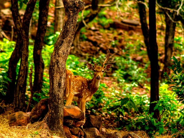 1. Bhopal
