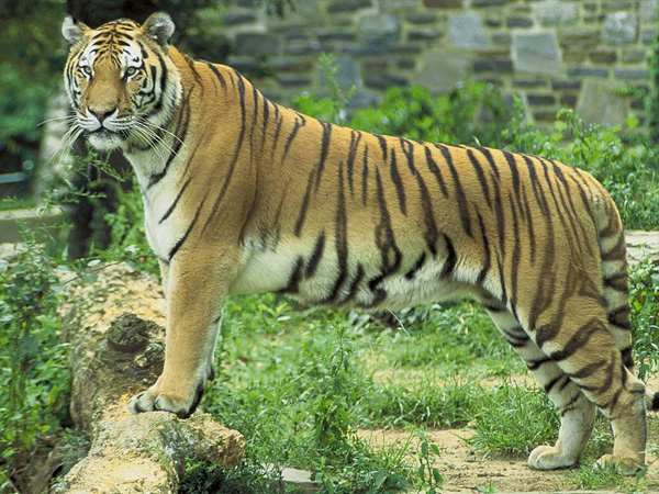 4. Pench