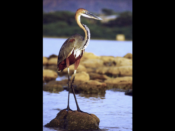 6. Nalabana Bird Sanctuary