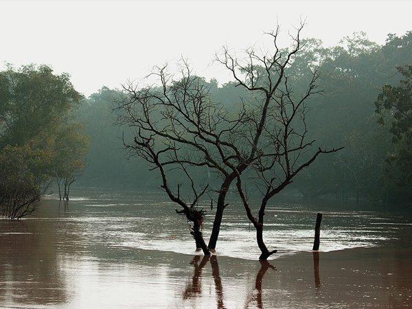 8. Bhitarkanika