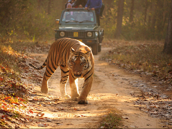 10. Kanha