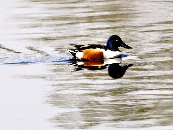 10. Okhla Bird Sanctuary