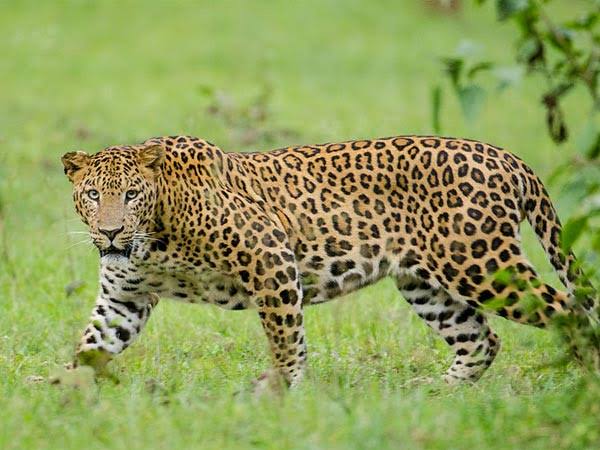 7. Nagarhole National Park