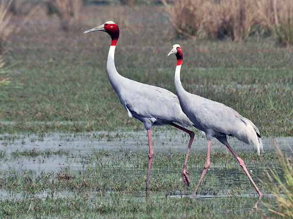 2. Sultanpur Bird Sanctuary
