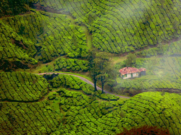 8. Munnar