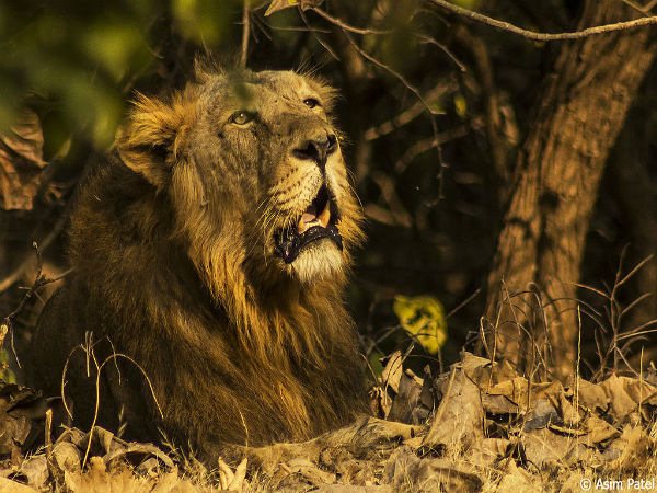 7. Gujarat