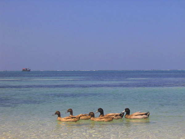 5. Kadmat Island