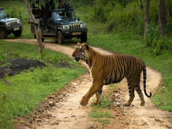 3.Bandipur National Park