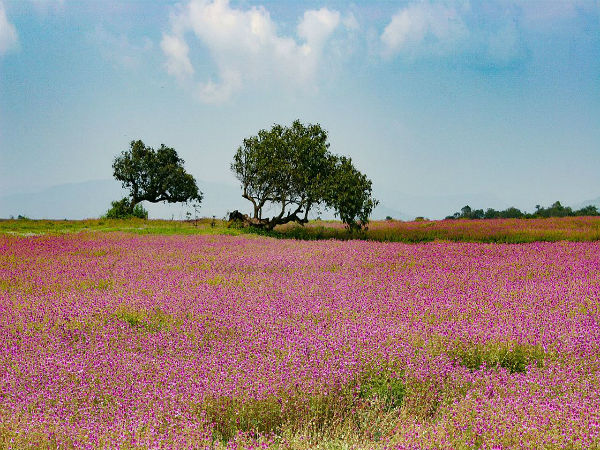10. Satara
