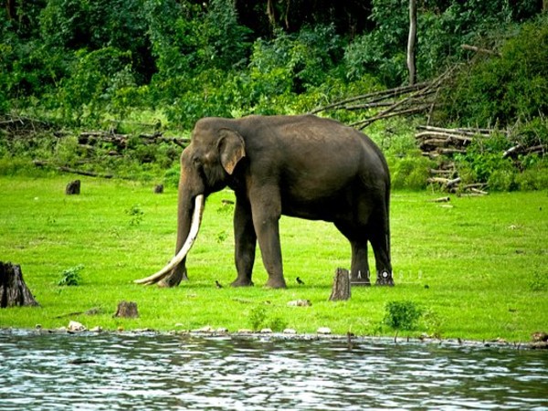 10. Kabini