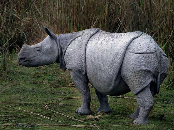 Kaziranga National Park