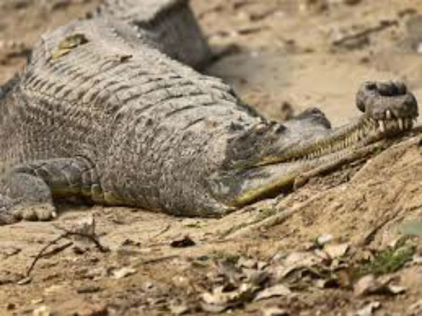 9. Ken Gharial Sanctuary